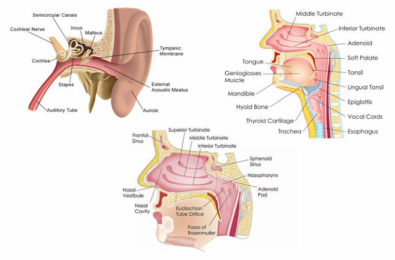 ENT Treatment