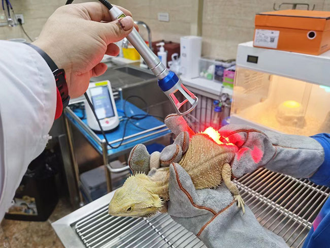 Veterinary Laser Therapy
