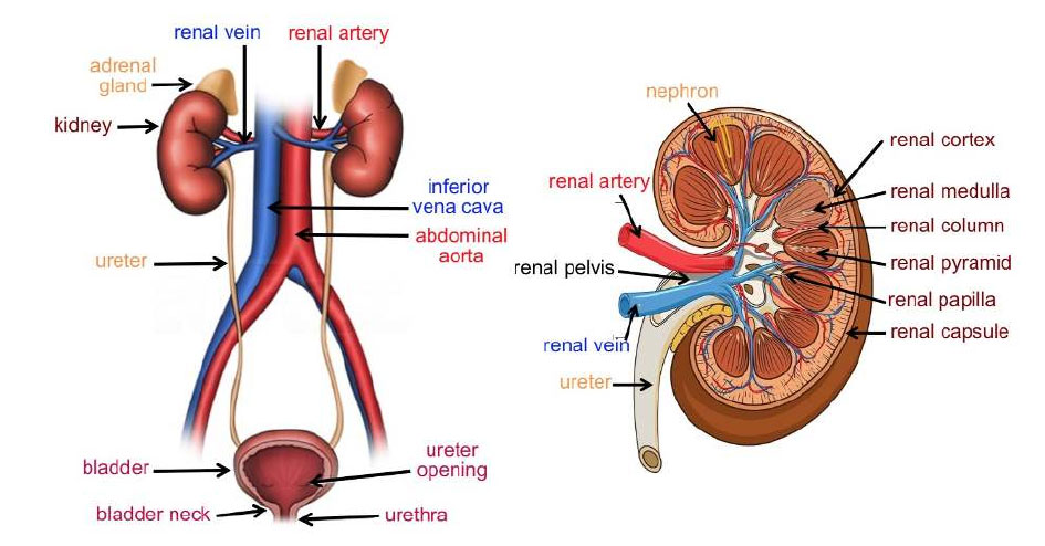Human Urinary System